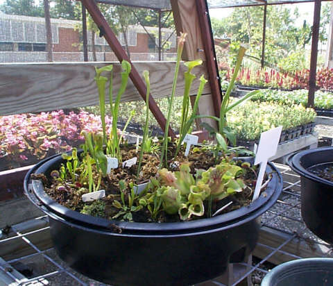 bog2.jpg (48982 bytes)