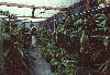 greenhouse2.jpg (31856 bytes)