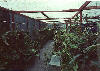 greenhouse.jpg (30529 bytes)